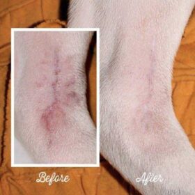 Dogline Natural Dog Company Skin Soother voor je hond voorbeeld irritatie