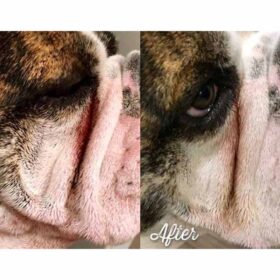 Dogline Natural Dog Company Wrinkle Balm Travel Stick voor je hond voor en na
