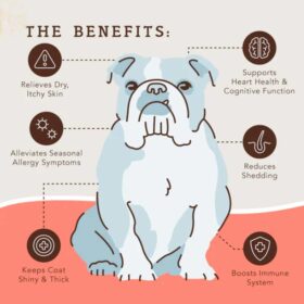 dogline Natural Dog Company Skin and Coat Oil voordelen